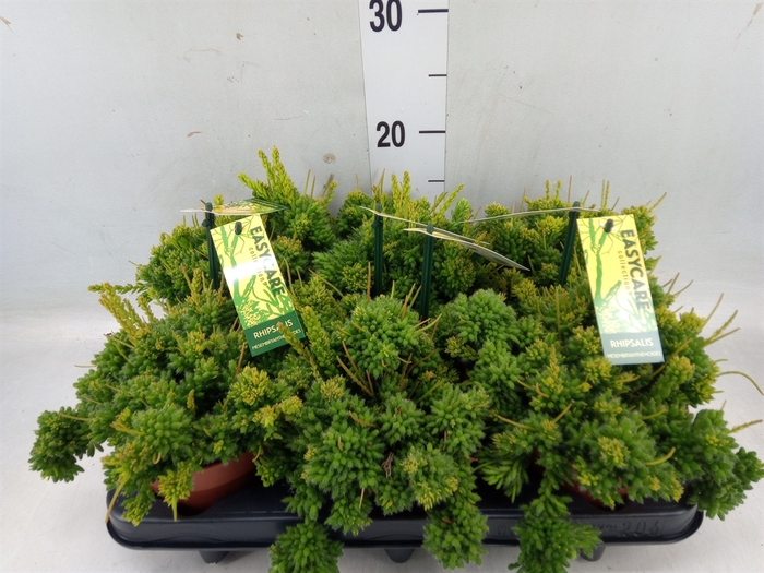 <h4>Rhipsalis mesembryanthemoides</h4>