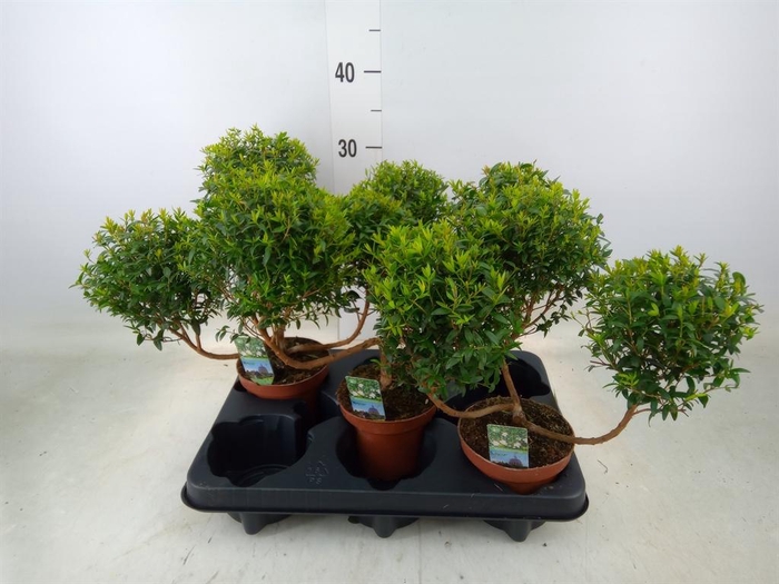 <h4>Myrtus communis</h4>