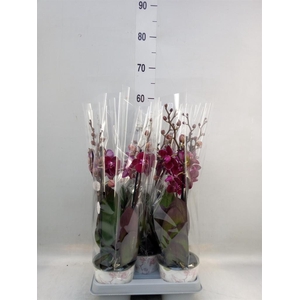 Phalaenopsis multi. 'Ant Cartagena'