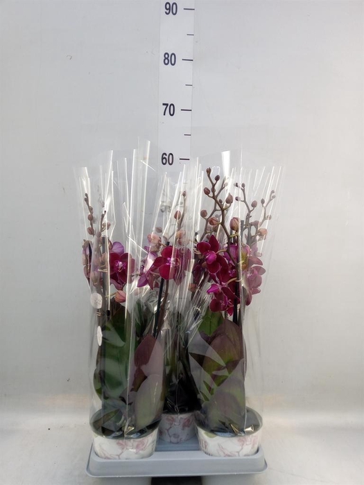 <h4>Phalaenopsis multi. 'Ant Cartagena'</h4>