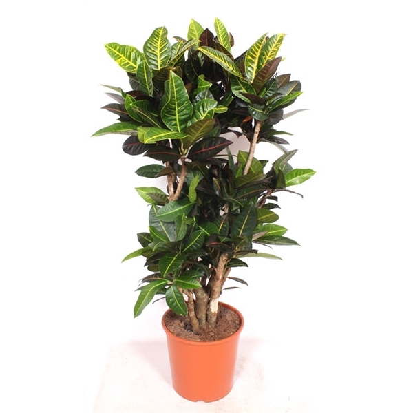 <h4>Codiaeum Petra (Croton Petra)</h4>