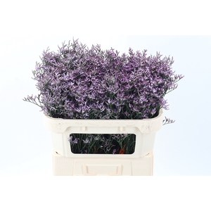 Lim Saf Lilac