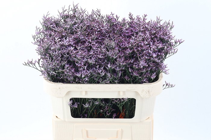 <h4>Lim Saf Lilac</h4>