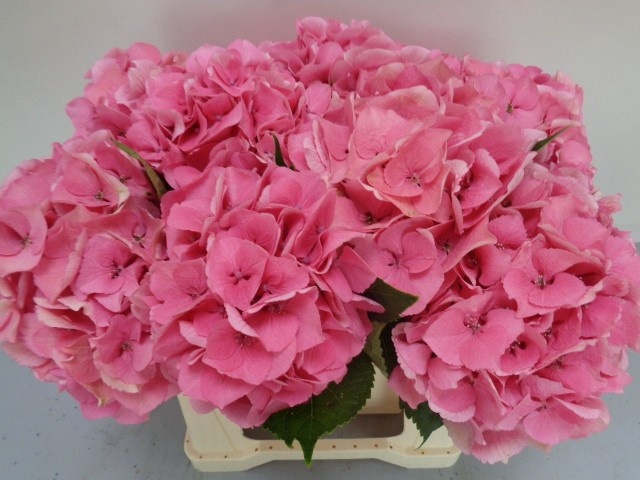 <h4>HYDR M ROYAL LOVE</h4>