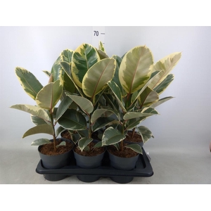 Ficus elastica 'Tineke'