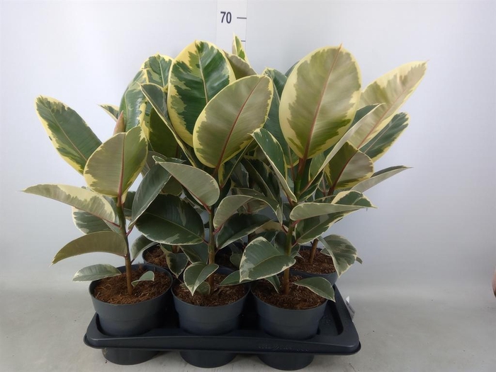 <h4>Ficus elastica 'Tineke'</h4>