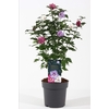 Hibiscus syriacus