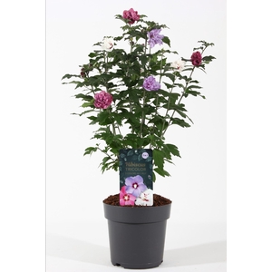 Hibiscus syriacus