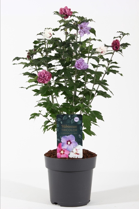 <h4>Hibiscus syriacus</h4>