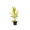 CROTON GOLDEN SUN P11