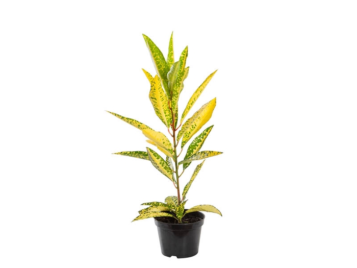 CROTON GOLDEN SUN P11