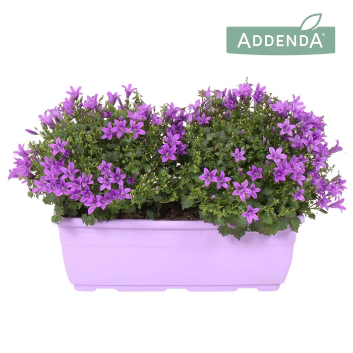 <h4>Campanula Amb. Int. Purple Balkonbak</h4>