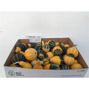 Sier Cuc P Pear Bicolor X40