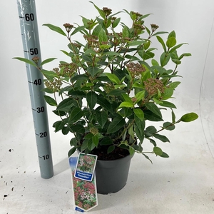 Viburnum tinus 'Gwenlian' C5