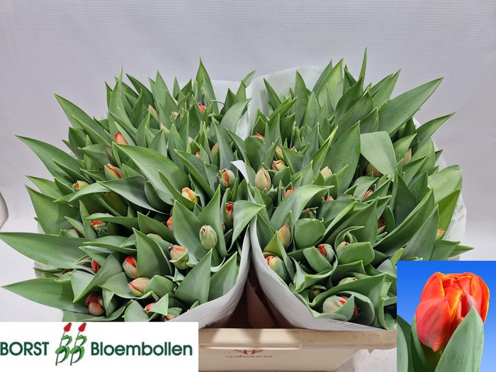 <h4>TU DU QUEENSDAY</h4>