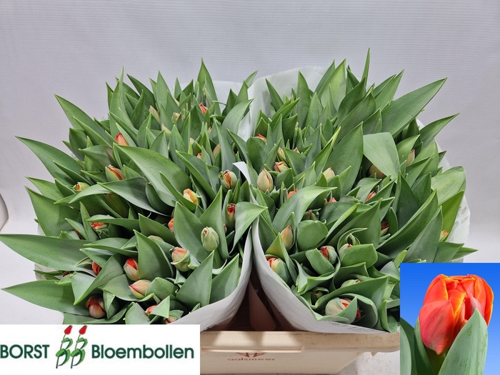 <h4>TU DU QUEENSDAY</h4>