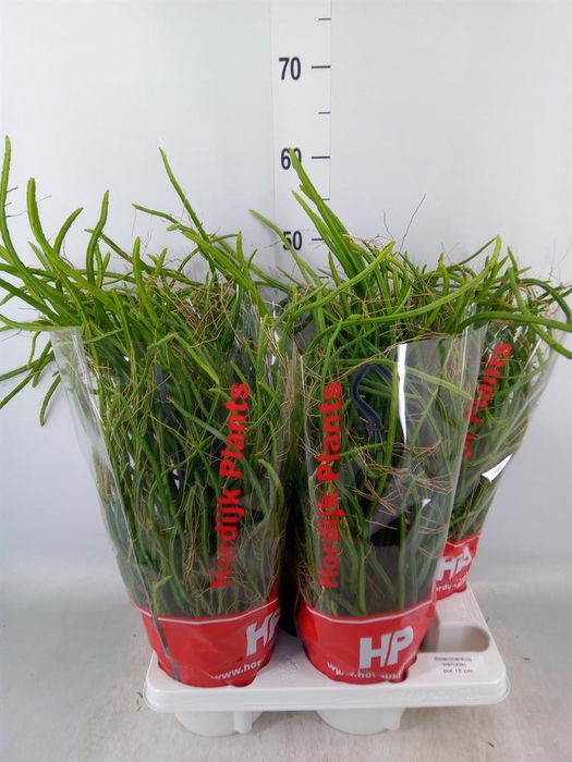 <h4>Rhipsalis   ...</h4>