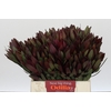Leucadendron Saf Sunset Dark R.