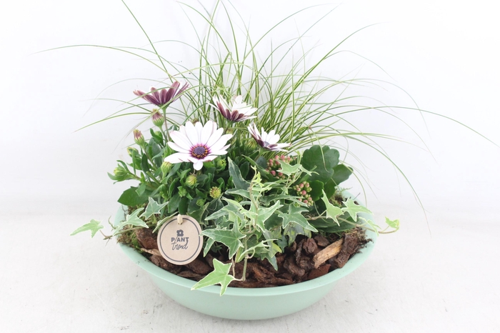 <h4>arr4 Outdoor PL - Zink schaal groen Los</h4>