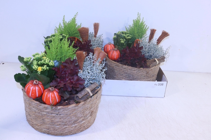 <h4>ARR TUINPLANTEN</h4>