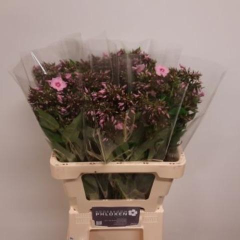 PHLOX P SWEET LEXY