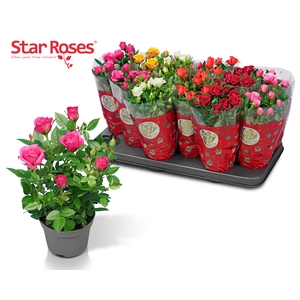 RO STAR ROSES GEM