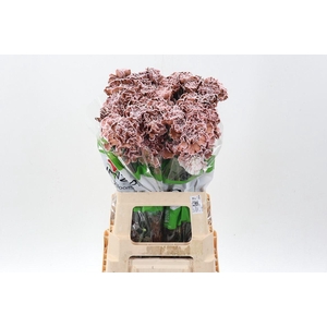 Dian. ST. Tinted Brownie