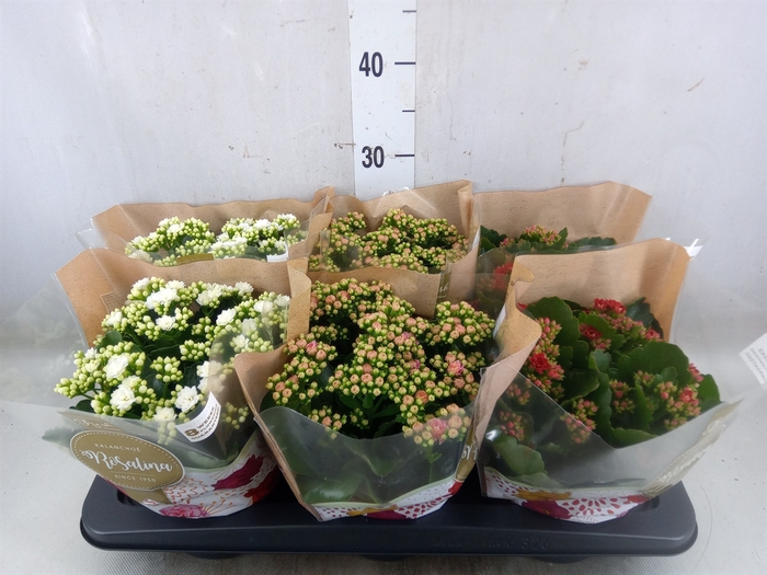 <h4>Kalanchoe blos. 'Rosalina'  ..mix 3</h4>