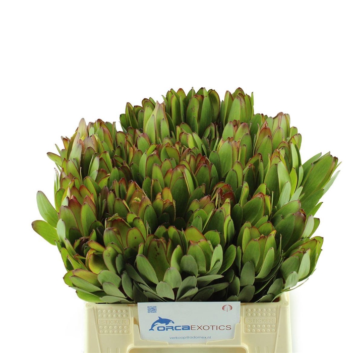 <h4>Leucadendron Goldstrike</h4>