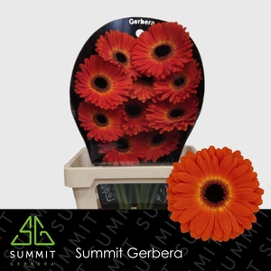 Gerbera Medina Flowerracket