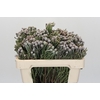 Kaaps Groen Silver Brunia