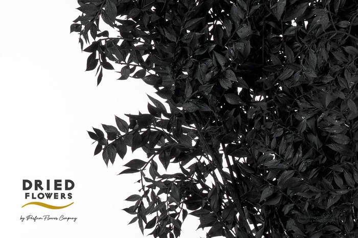Dried Bleached Ruscus Black