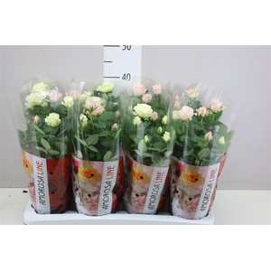 Rosa Infinity Carnaval