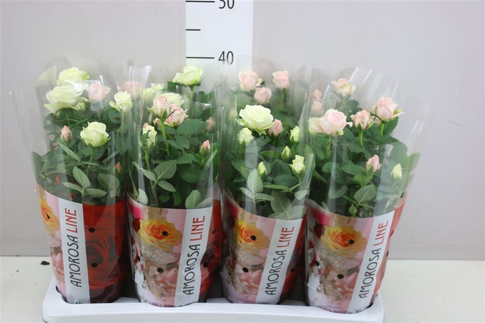 <h4>Rosa Infinity Carnaval</h4>