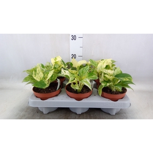 Epipremnum ampl. 'Silver Stripe'