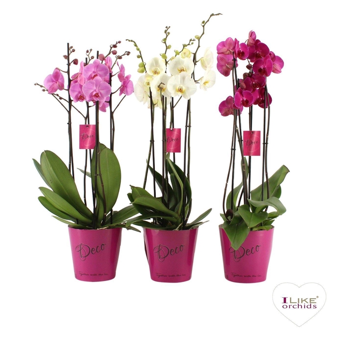 <h4>Deco mix - 3/4 tak</h4>