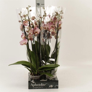 Phalaenopsis   ...orange