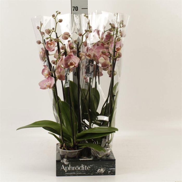 <h4>Phalaenopsis   ...orange</h4>