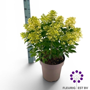 HYDR PA PANFLORA