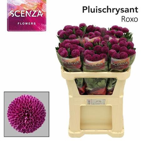 <h4>Chr G Roxo</h4>