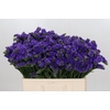 Limonium Navy Sun Birds