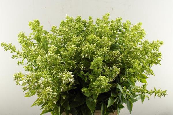 <h4>Phlox P Wiz Snowdrpz(wit)</h4>