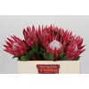 Protea Cynaroides Madiba