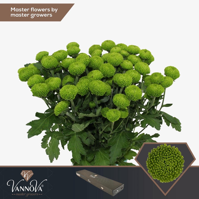 <h4>Chr T Deligreen</h4>