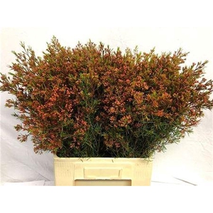 Chame Un Vega Red 70cm