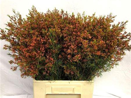 <h4>Chame Un Vega Red 60cm</h4>