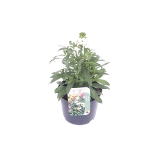 Erysimum lin. Leya White