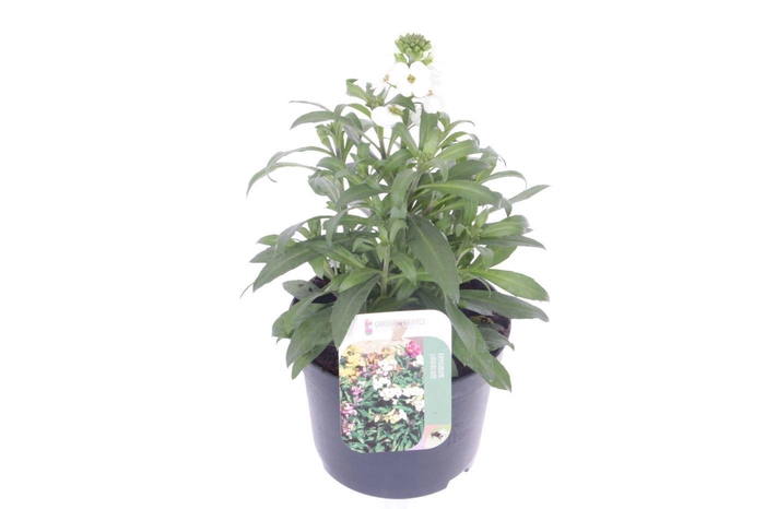 <h4>Erysimum lin. Leya White</h4>
