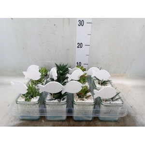 Arr.  Succulents L%