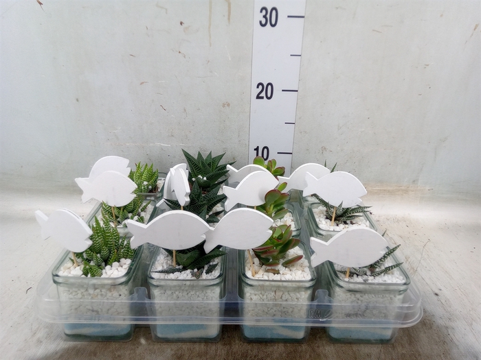 <h4>Arr.  Succulents L%</h4>